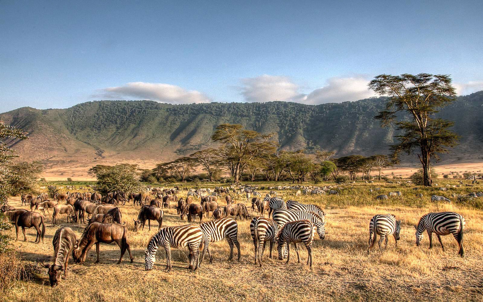 Ngorongoro Crater wildlife