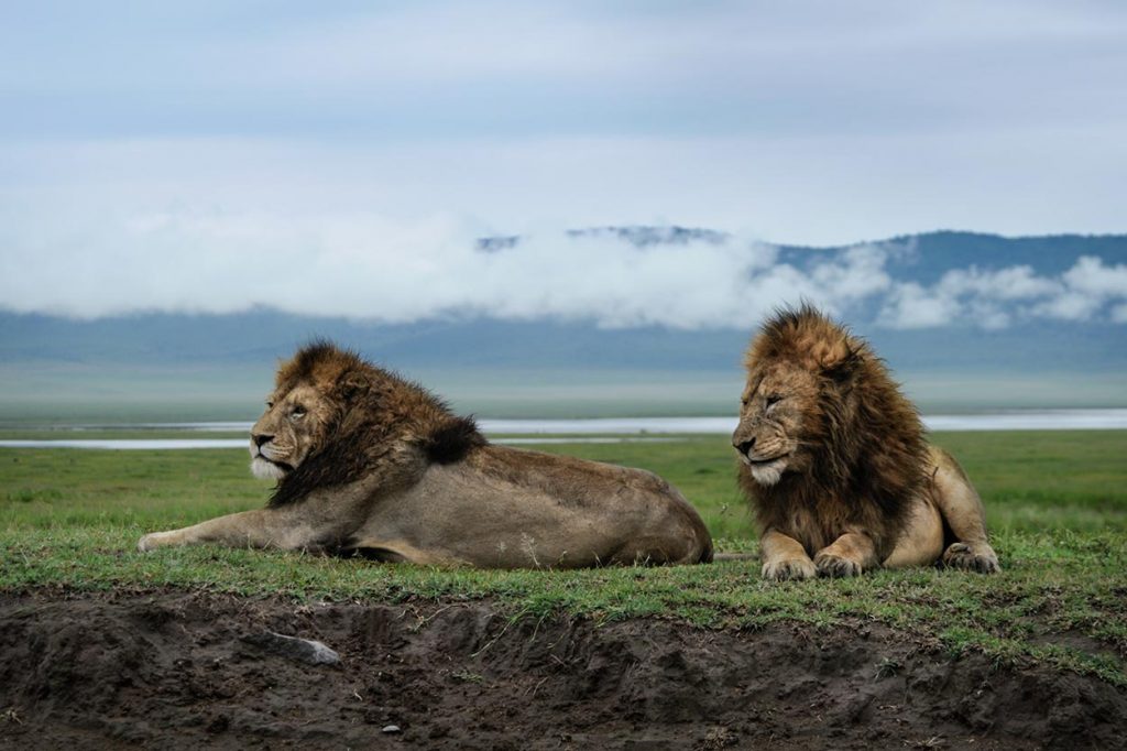 A pride of powerful black-maned lions resting in the open savannah fields of the Ngorongoro Crater