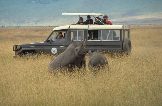 Panoramical view of Ngorongoro Crater floor with wildlife