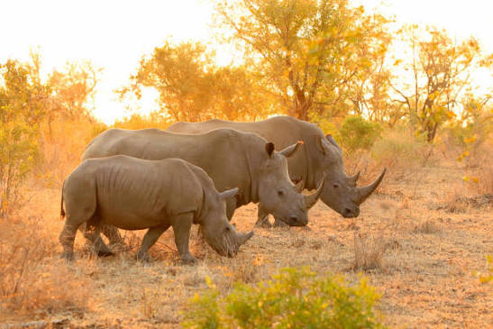 Ngorongoro Crater Floor Big Five Wildlife Game Drive