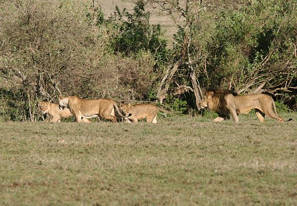 African Predators standing alert in the Ngorongoro Crater plains