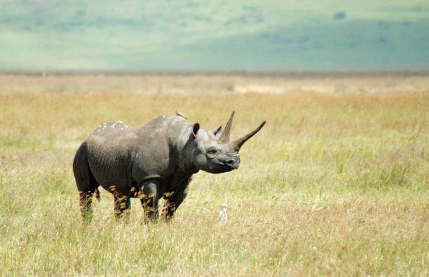 A rare endangered black rhino walking across the golden grasslands of the Ngorongoro Crater floor