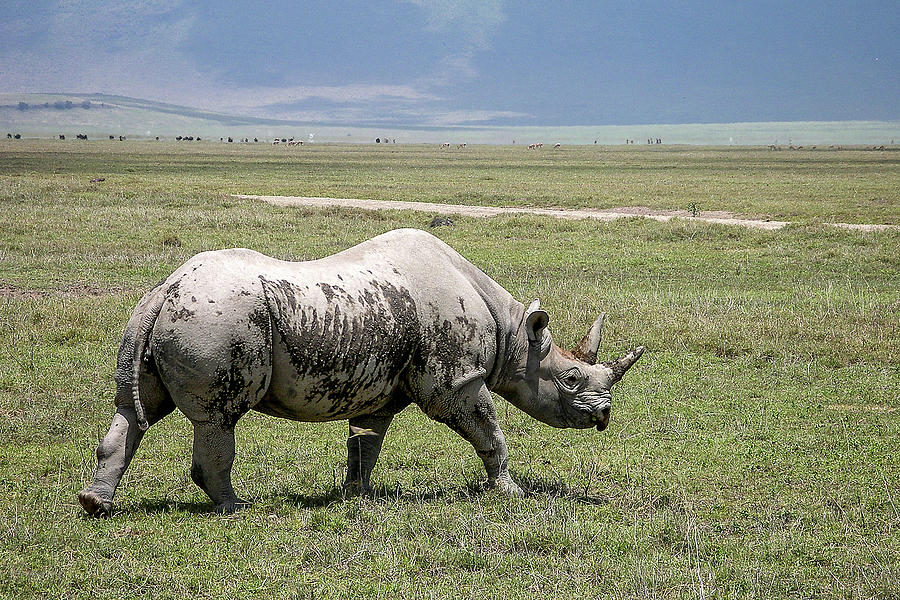 A rare endangered black rhino walking across the golden grasslands of the Ngorongoro Crater floor