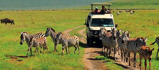 Ngorongoro Crater Wildlife Game Drive