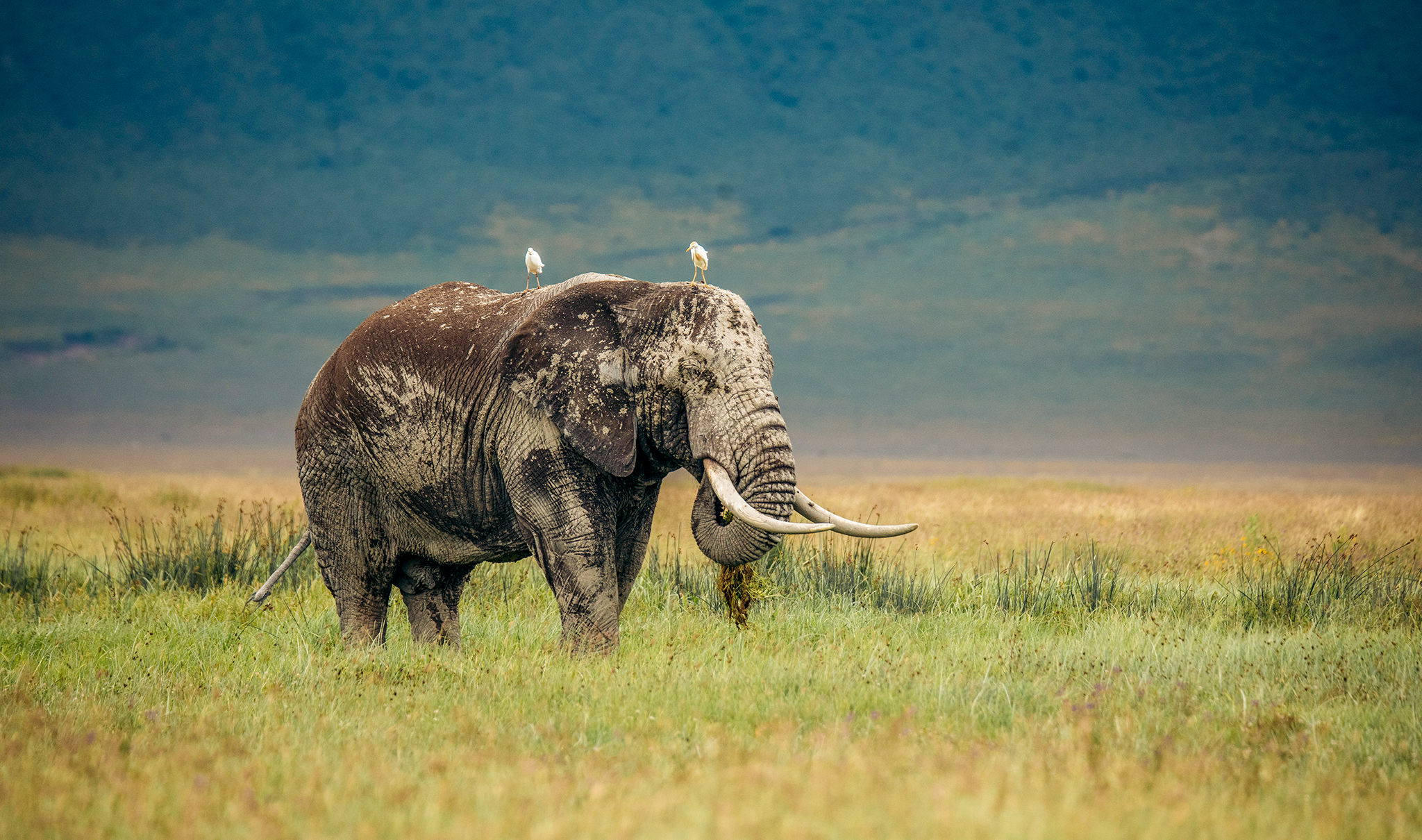 Massive tusked bull elephant walking through the yellow-barked acacia trees of Lerai Forest