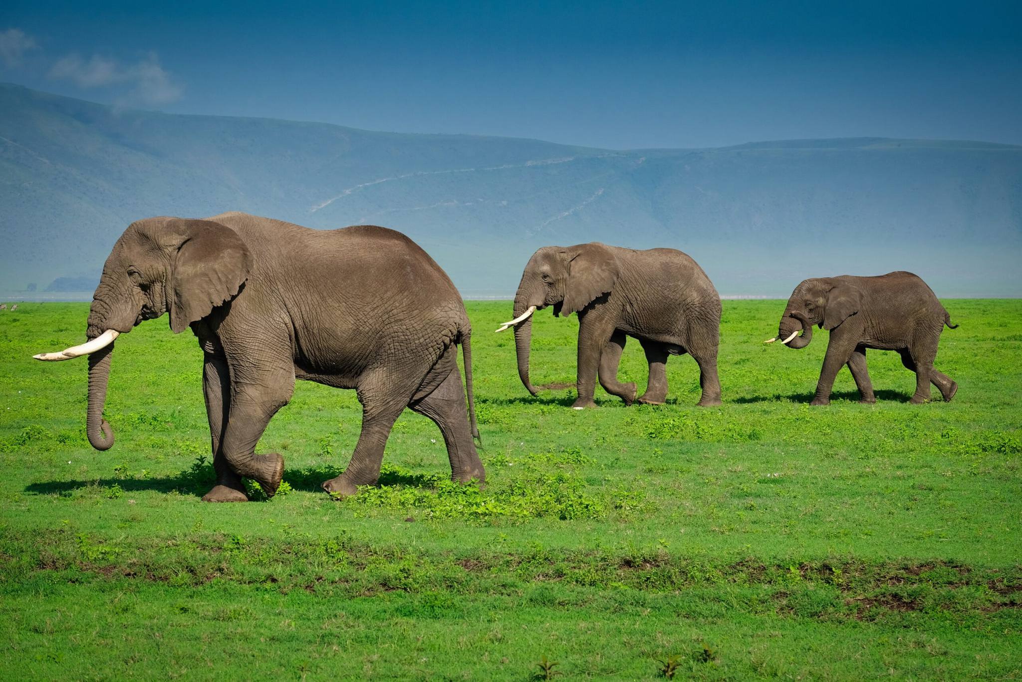 2-Day Tarangire and Ngorongoro Private Safari from Arusha
