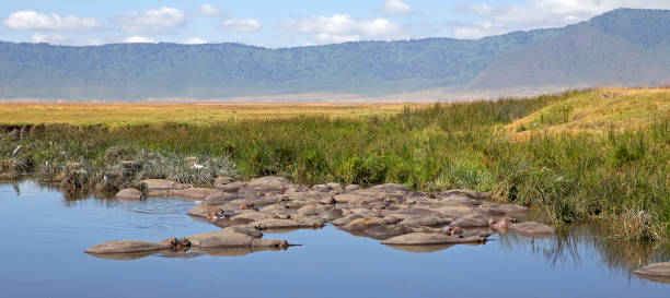 Tourists enjoying a packed picnic lunch at Ngoitokok Swamp hippo pool inside the crater
