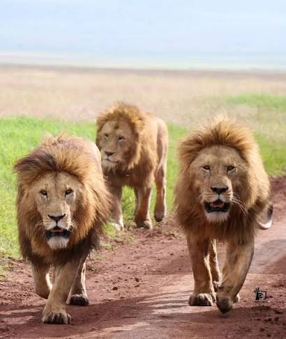 Pride of African lions resting on the grass floor of Ngorongoro Conservation Area