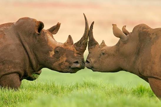 Rare black rhino in Ngorongoro Crater Tanzania