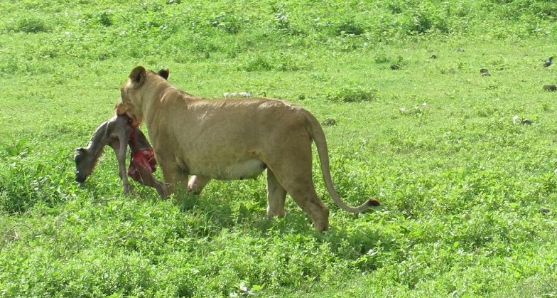 Best 2 Days Tanzania sharing Safari from Arusha