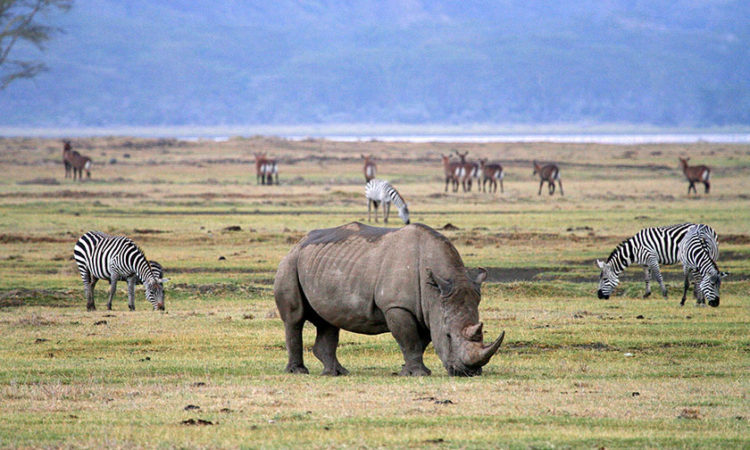 Ngorongoro Crater wildlife experience