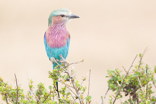 Bird watching in Nyerere National Park