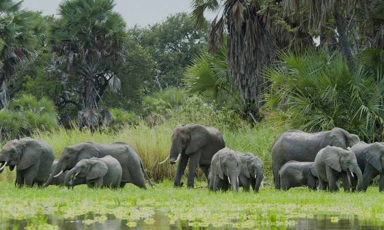 Lush green landscapes and migratory bird species during the green season in Nyerere