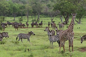 African elephants grazing near majestic baobab trees during a Nyerere National Park private safari