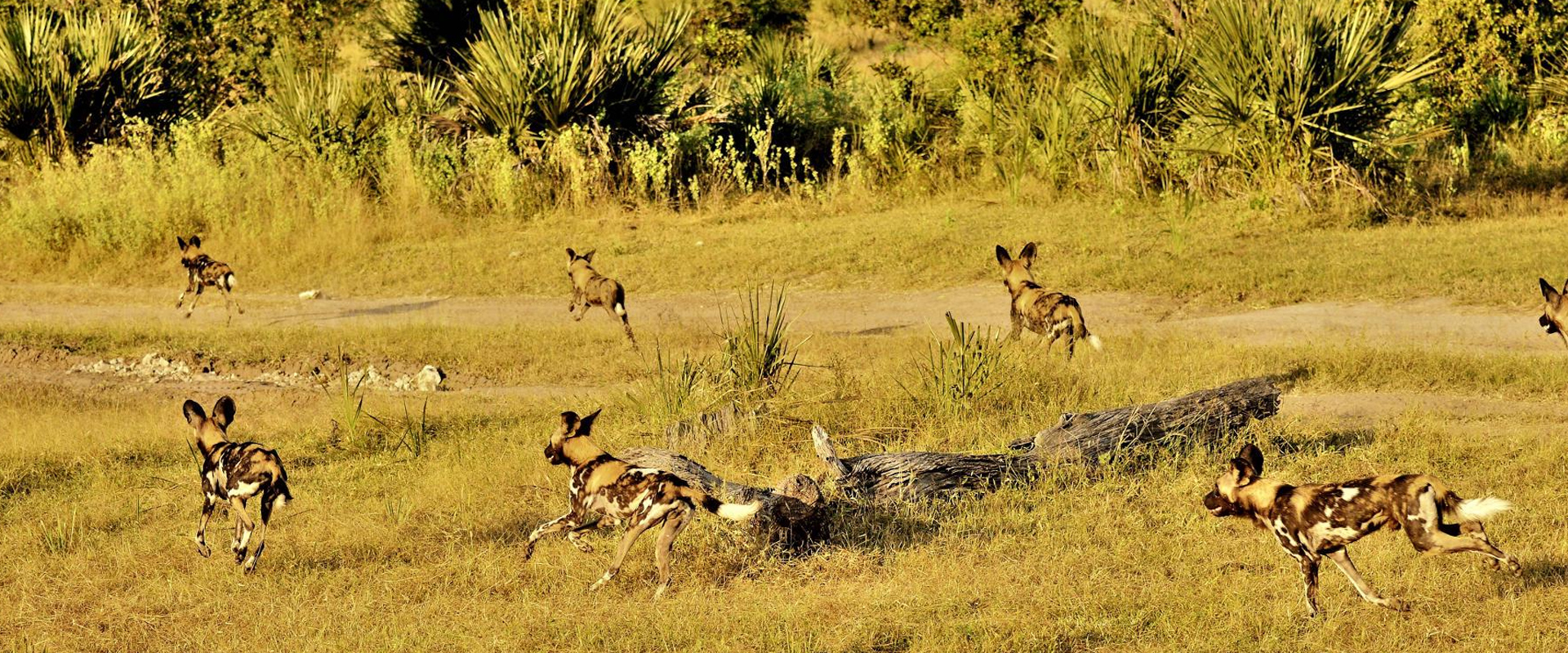 5 Days Southern Tanzania Safari