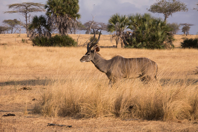 Wildlife gathering around the Rufiji River during the dry season in Nyerere National Park