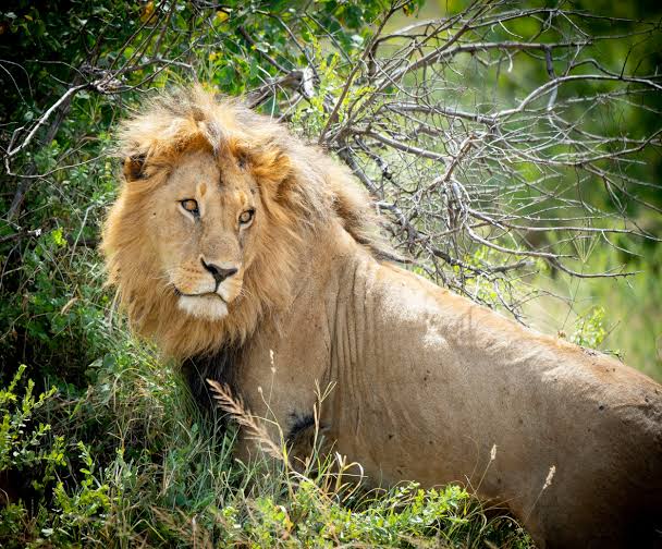 Old Predator Lion in the Central Serengeti National Park