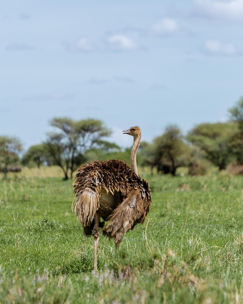 2 days rhino i the serengeti for 2026-2027