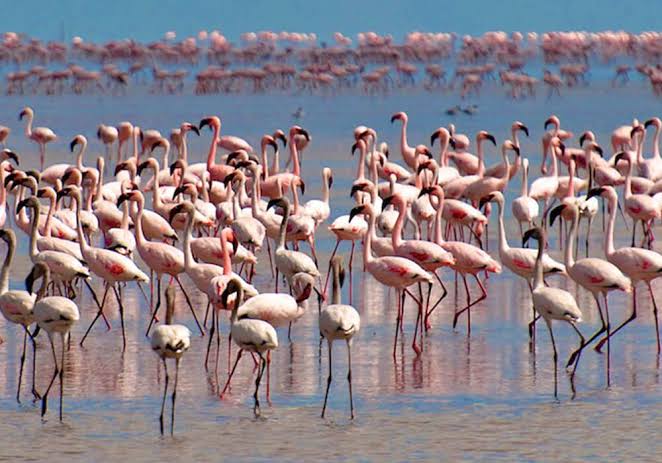 Pink Flamingos Birds In Lake Manyara