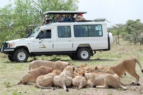 Private 4x4 Safari Tour Experience in Serengeti