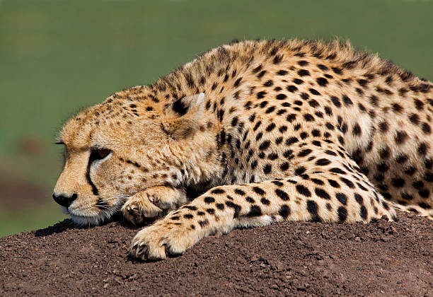 Cheetah resting on the open plains during a game drive on the 2-day Tarangire and Ngorongoro shared safari