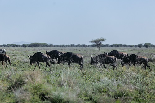 5 Days Serengeti game drive safari from Moshi