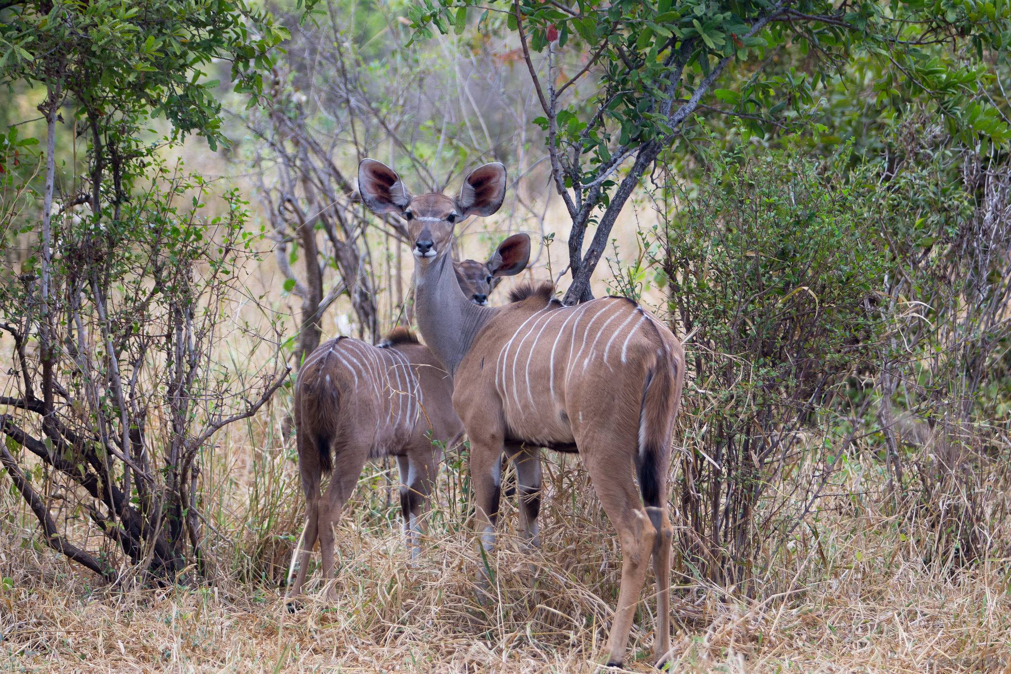 4-Day classic Ruaha National Park safari