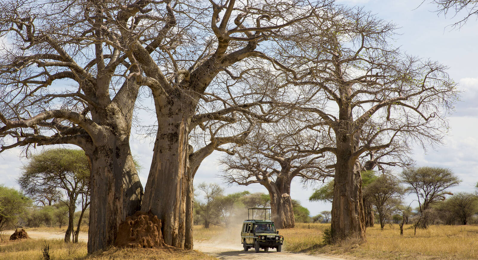 In-depth 5-Day or 6-Day immersive Ruaha safari