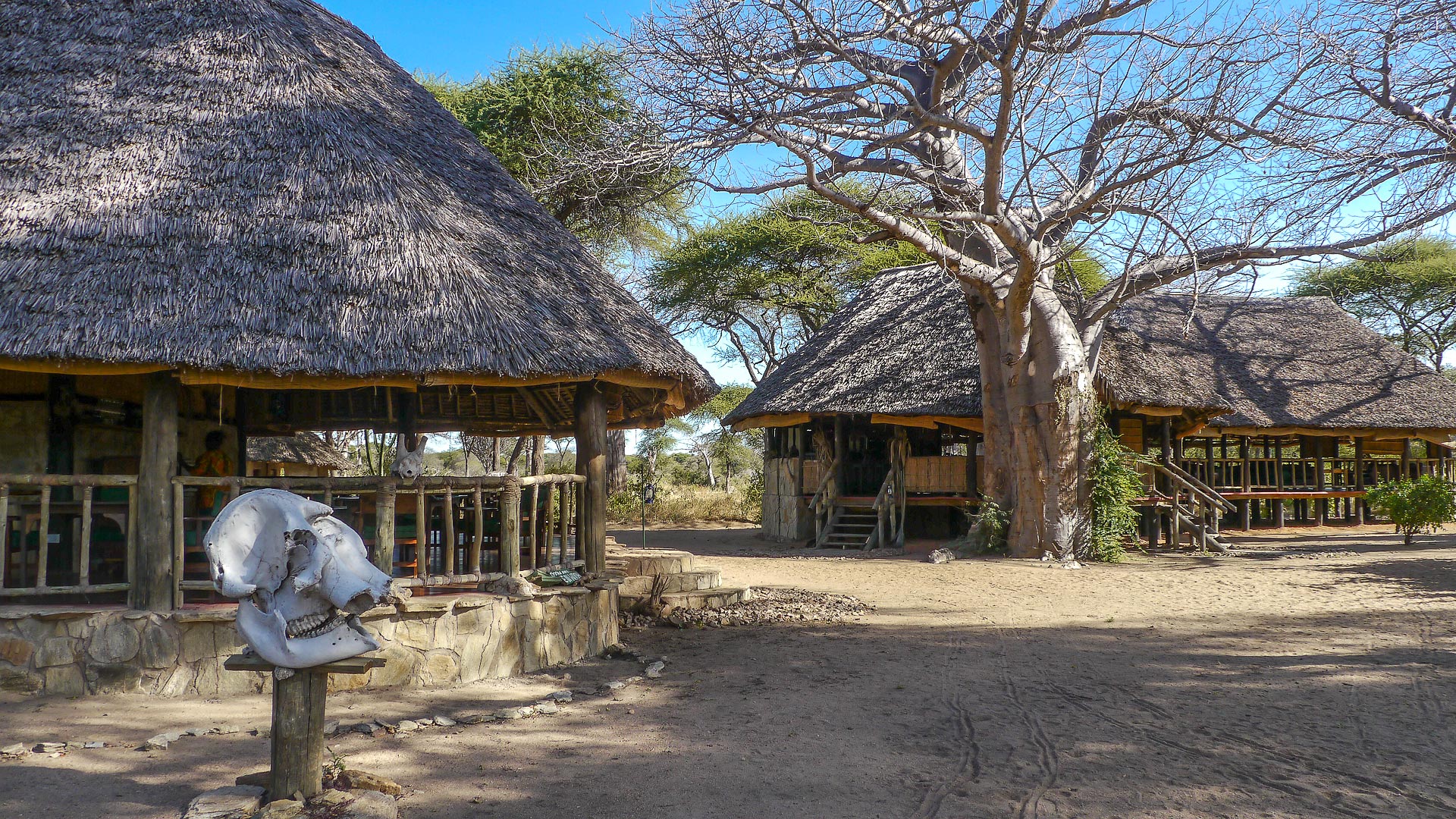Ruaha budget safari tented camp and game drive