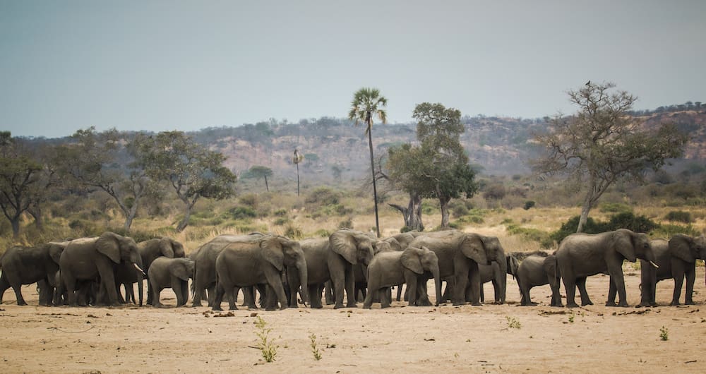 Elephant herds gathered along Great Ruaha River