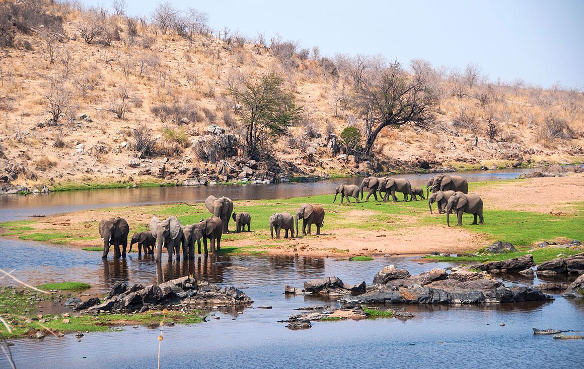 Ruaha elephant herds and predator sightings