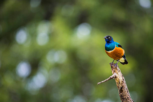 Ruaha National Park green season birdwatching safari
