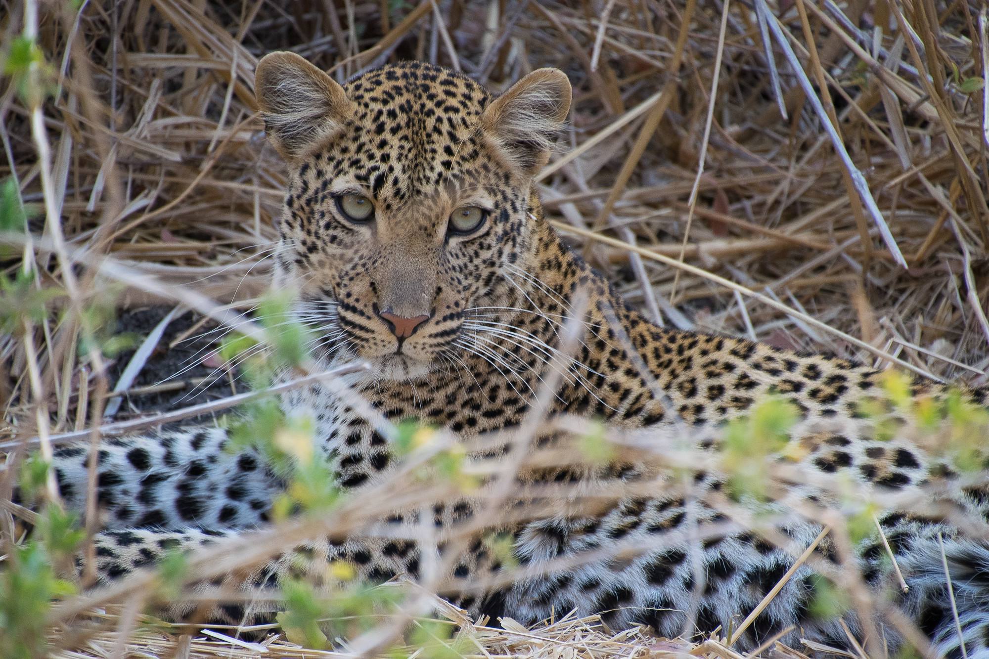 Nocturnal safaris and birdwatching in Ruaha
