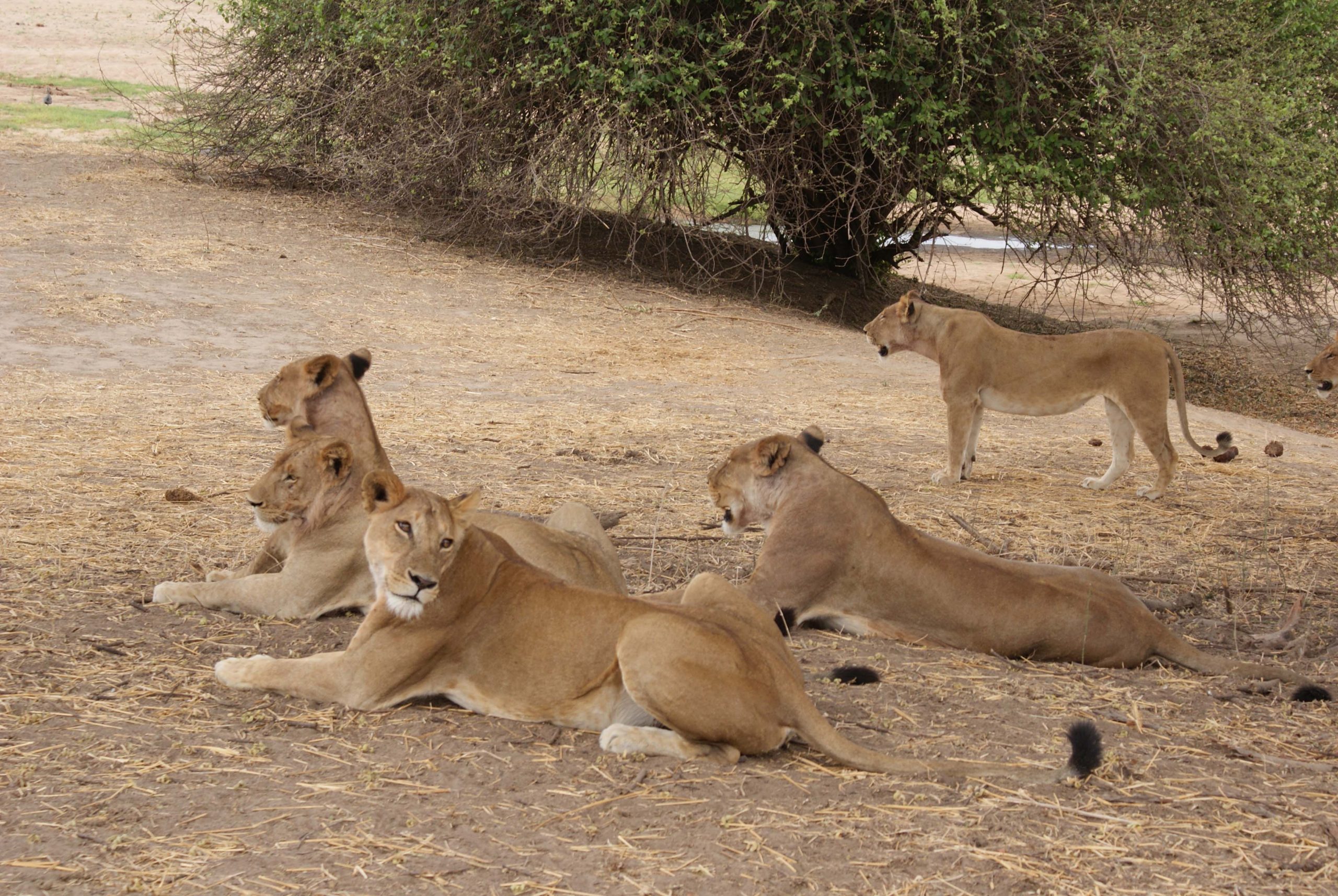 Lions and predators in Ruaha National Park