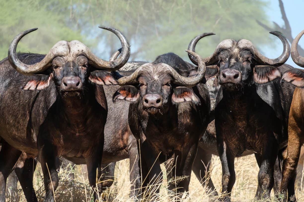 Exclusive private safari vehicle in Ruaha National Park