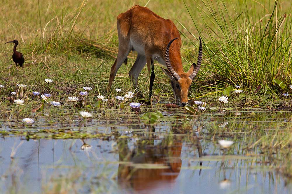 Beach and Bush safari departure from Zanzibar to Ruaha