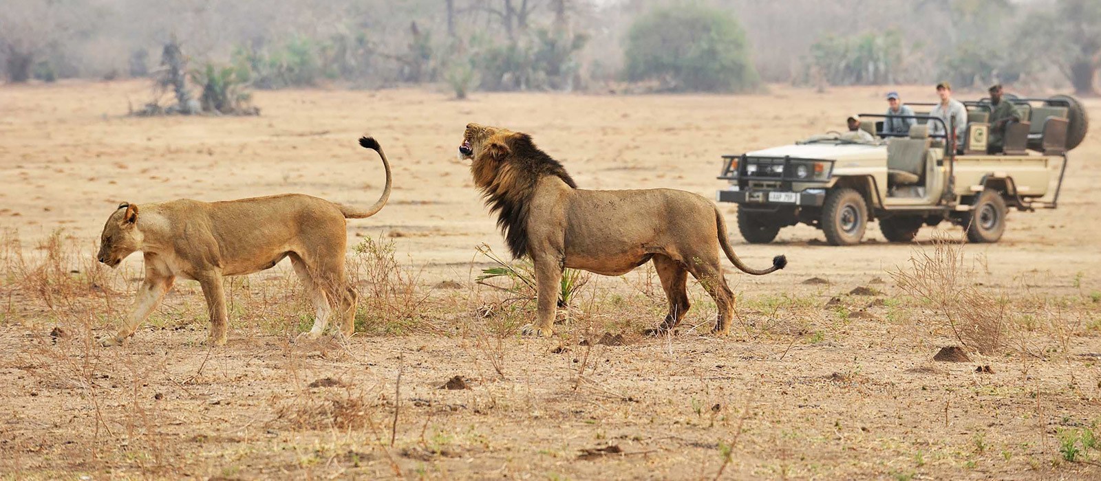 Custom tailored safari in Ruaha with coastal extensions
