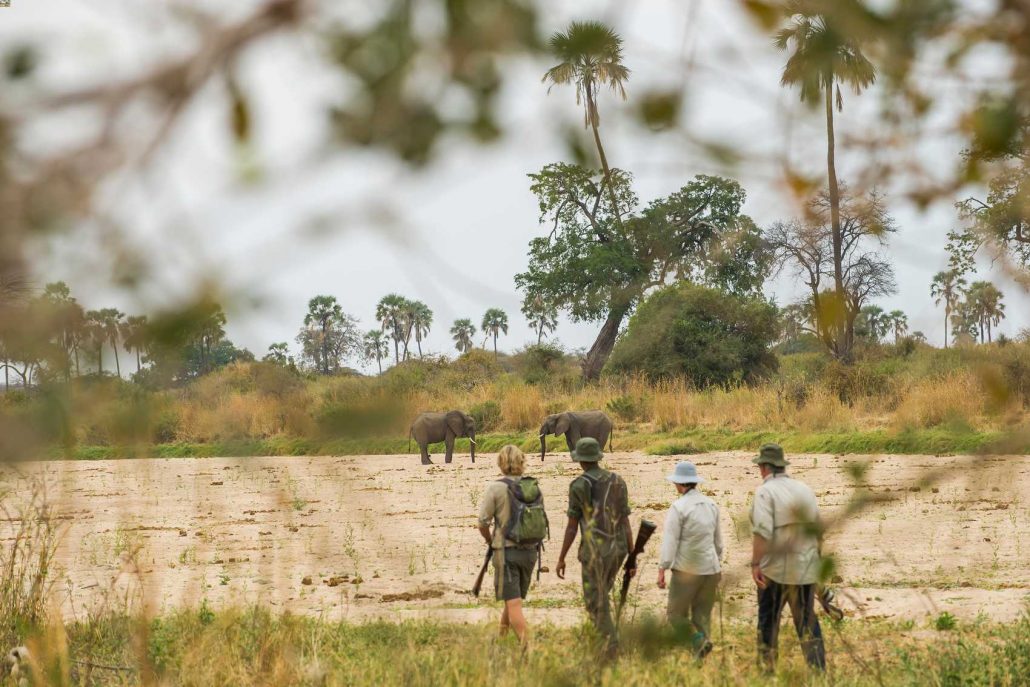 Guided walking safari in Ruaha National Park
