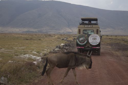 Great Migration Safari tour 2024 2025