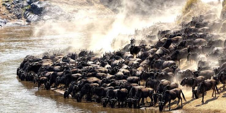 Great Wildebeest Migration crossing the open plains of Central Serengeti