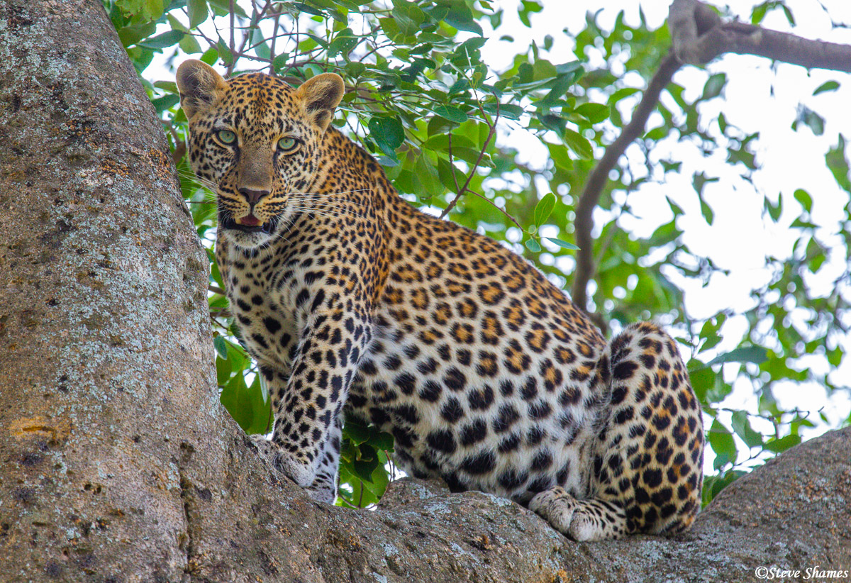 Leopard resting in acacia tree during game drive to Central Serengeti