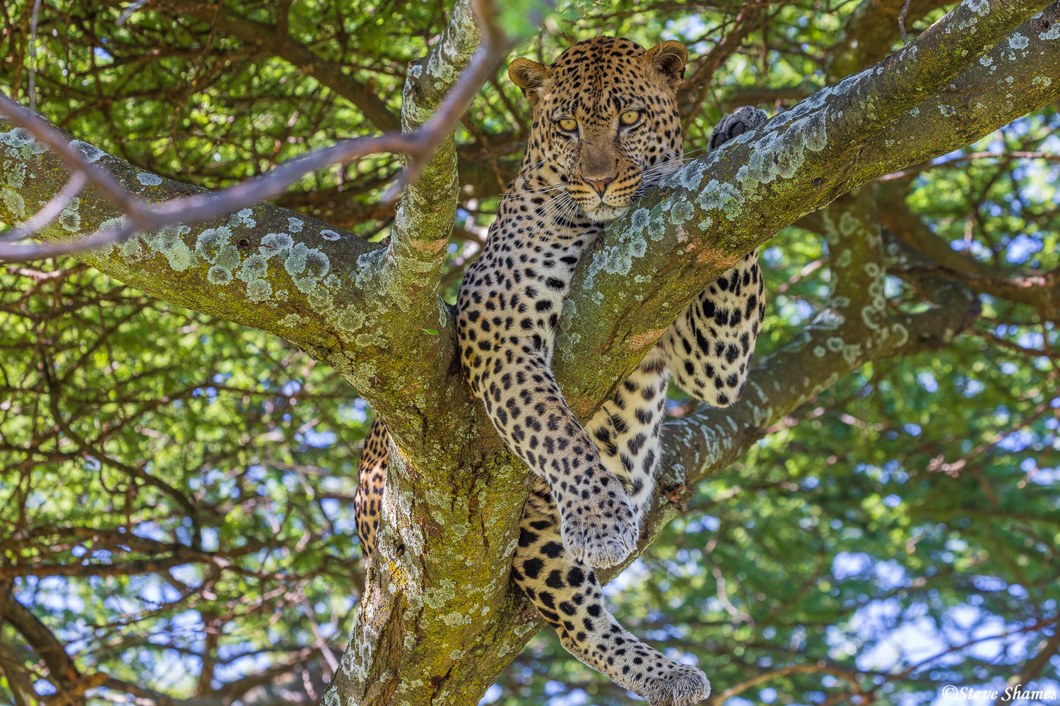 Serengeti leopard relaxing during group joining safari tour
