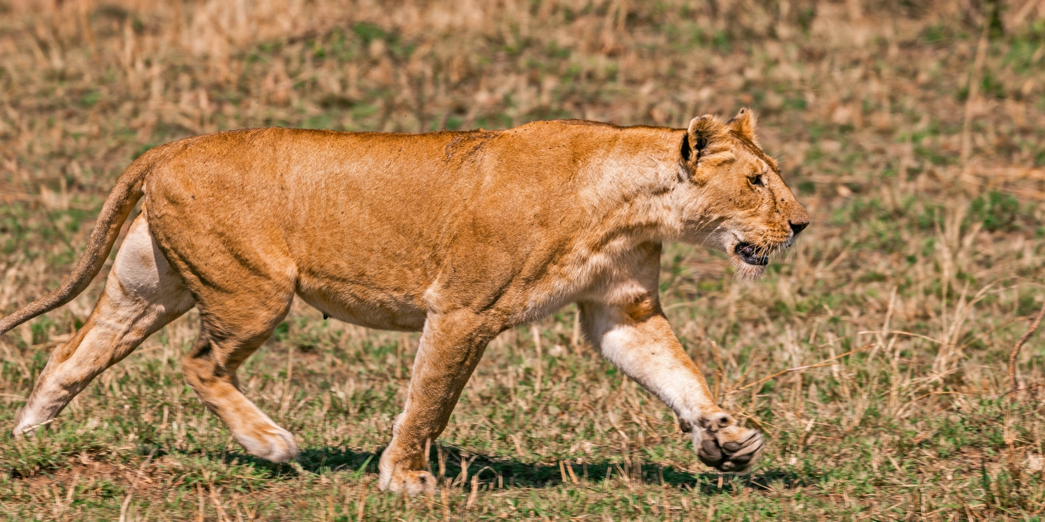 4-Day Tarangire, Serengeti and Ngorongoro Private Safari from Arusha