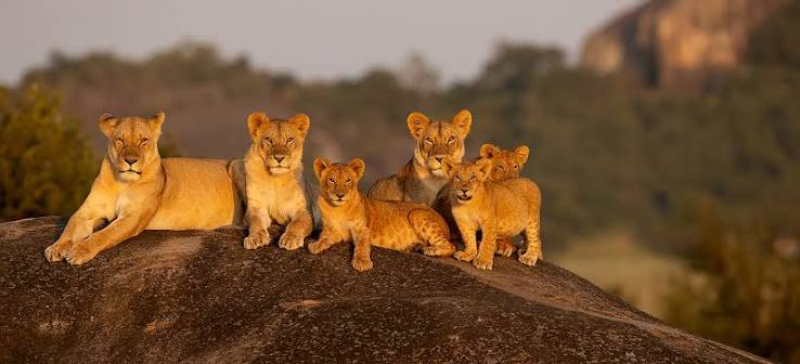 Pride of African lions basking on a granite kopje outcrop in the Serengeti