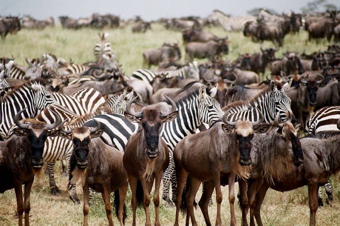 Migrating Animals Moving Across Serengeti National Park