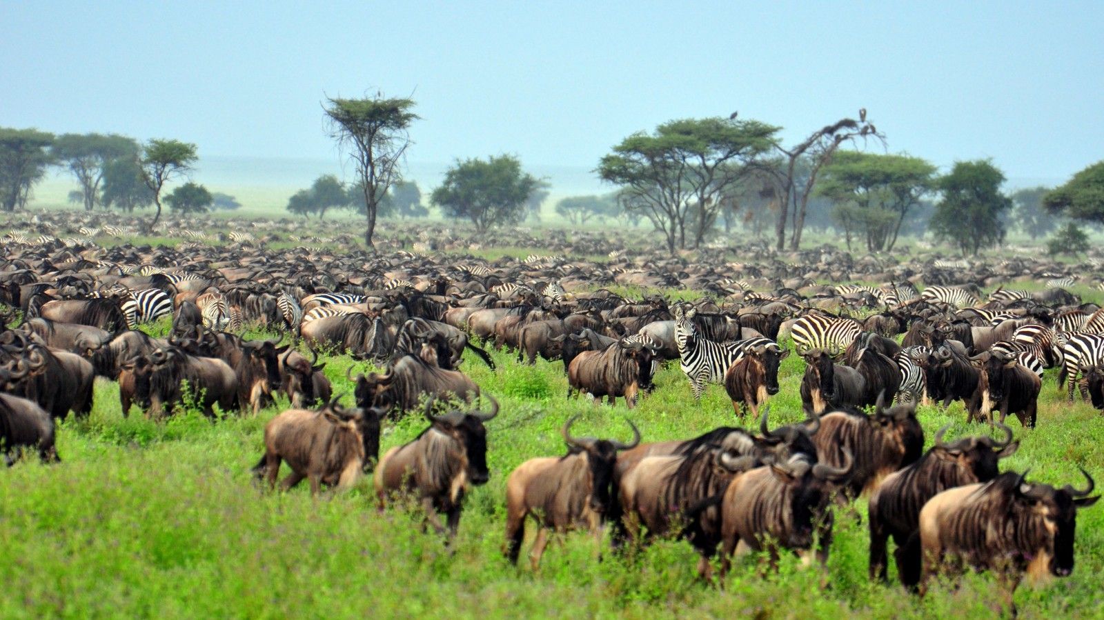 Green Season wildebeest migration across central Serengeti