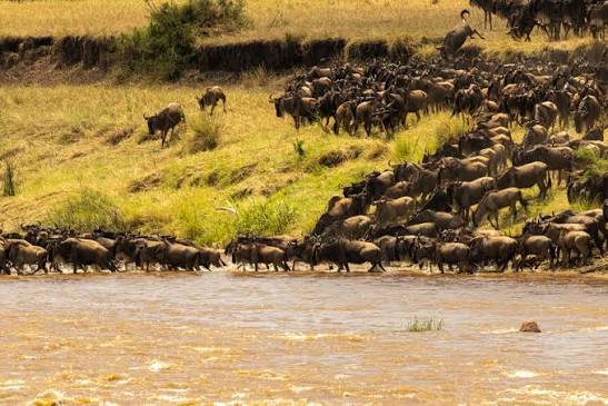 Serengeti Migration