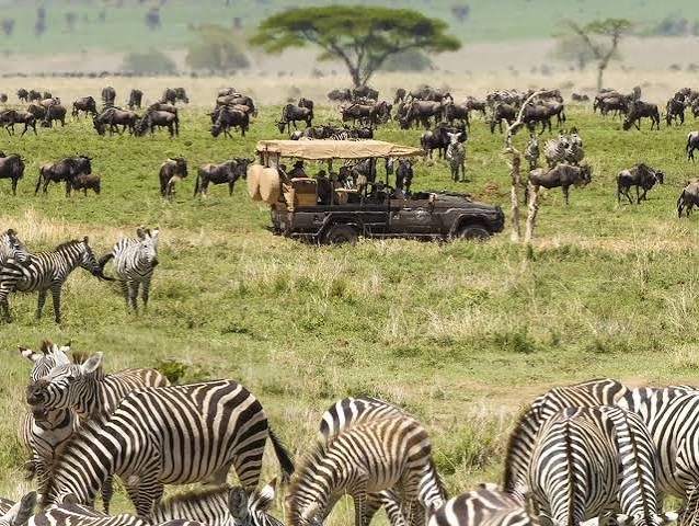 Early morning game drive in Serengeti before returning to Mwanza City