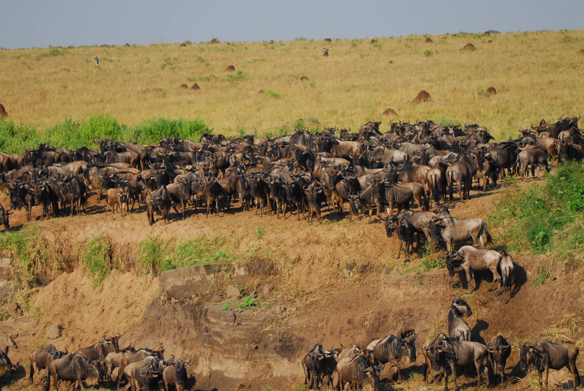 6-Day Great Migration Special and Ngorongoro Private Safari