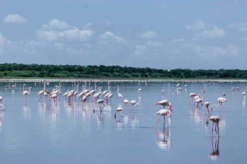 2 days rhino i the serengeti for 2026-2027